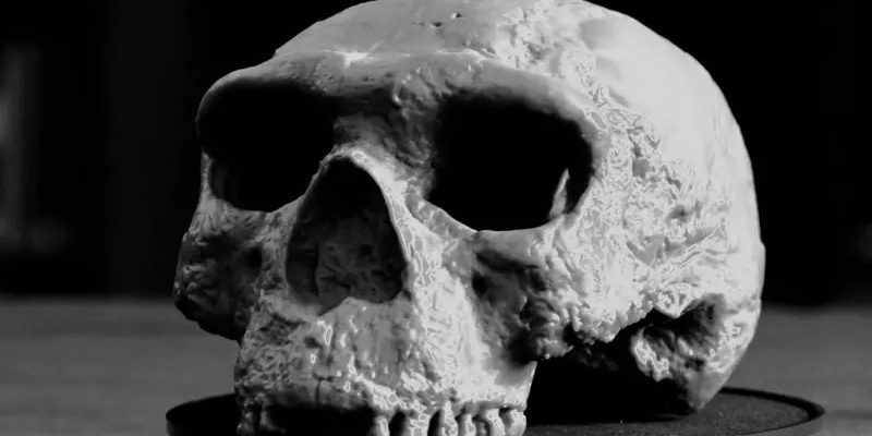 پیدا شدن یک جمجمه یک میلیون ساله